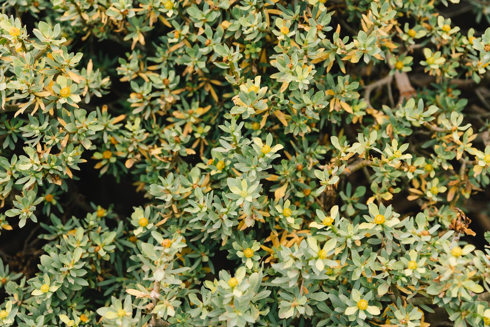 Euonymus