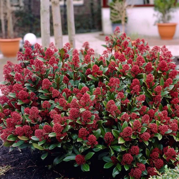 Skimmia